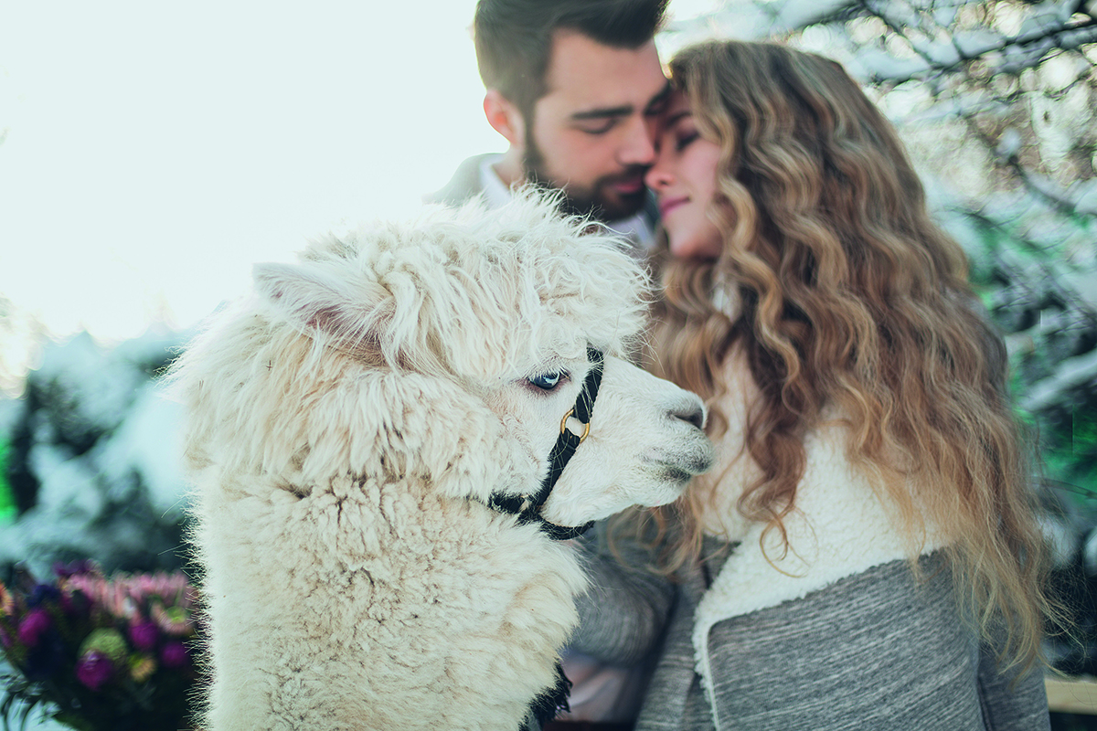 Alpaka Wanderung AQUA DOME Aquventures