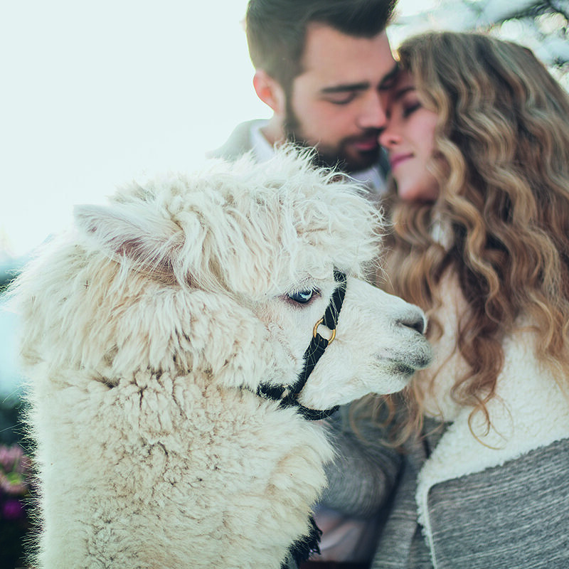A fluffy alpaca in the foreground with a couple in the blurred background embracing each other.