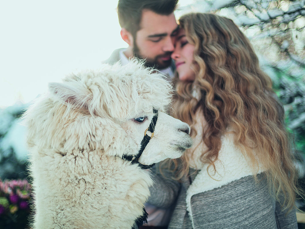 Im Hintergrund umarmt sich ein Paar, im Vordergrund schaut ein weißes Alpaka zur Seite.