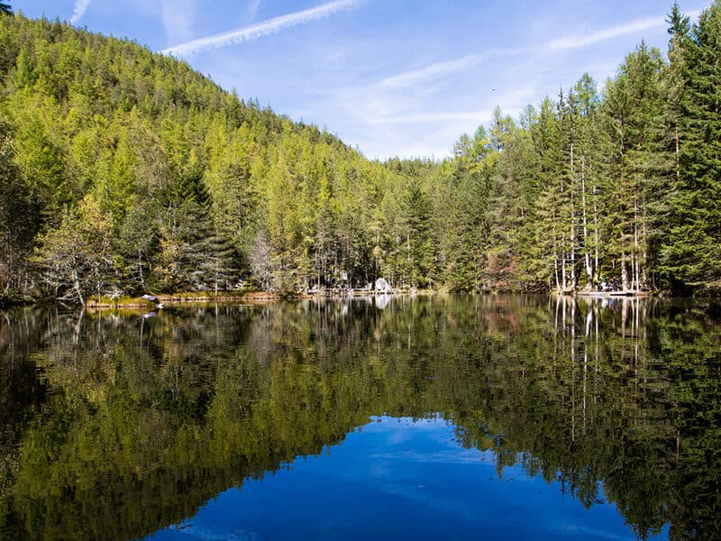 Ein ruhiger See, in dem sich grüne Bäume und ein blauer Himmel spiegeln, umgeben von dichtem Wald.
