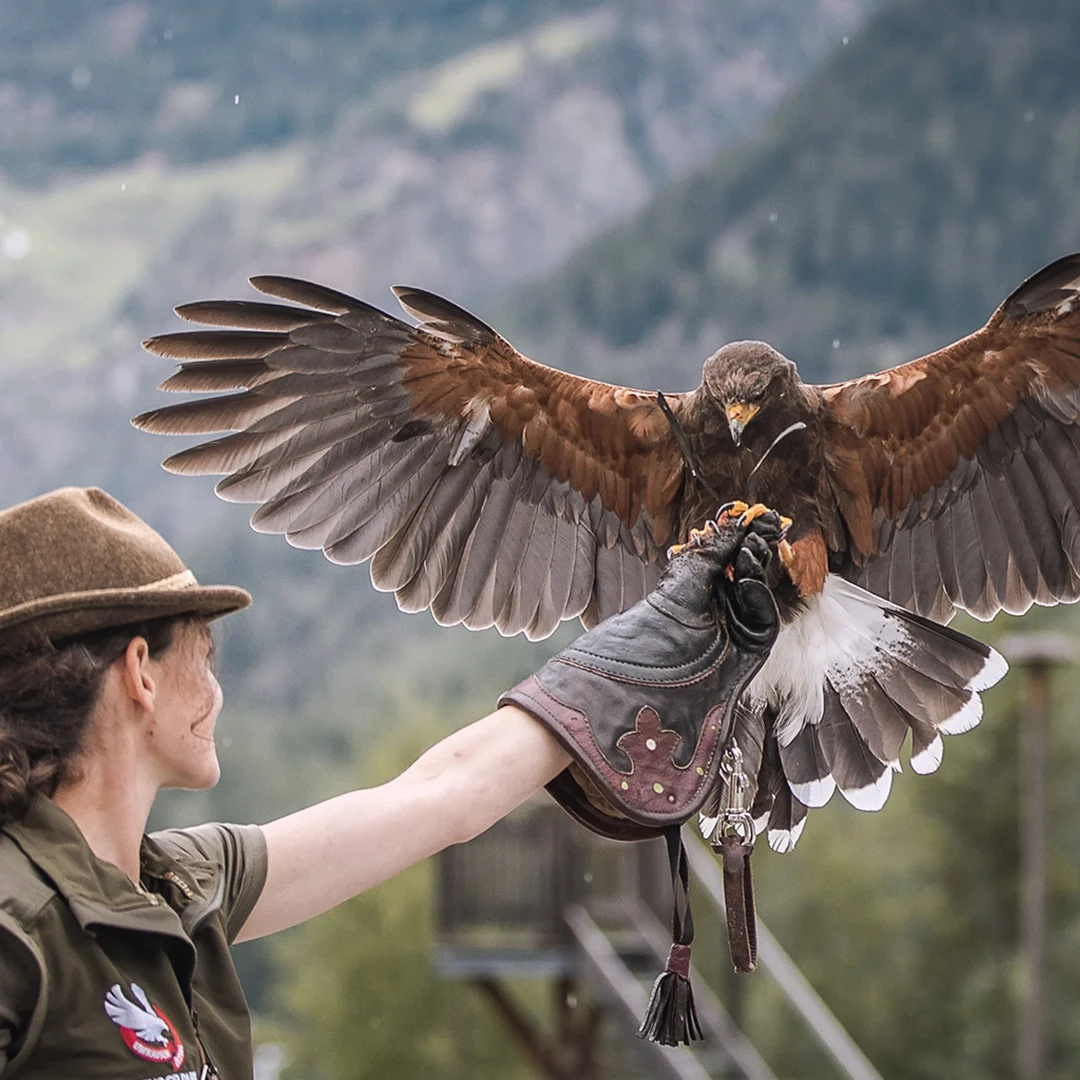 Eine Person mit Hut hält einen Wüstenbussard auf einer behandschuhten Hand. Der Habicht hat seine Flügel ausgebreitet. Im Hintergrund sind Berge und Grünflächen zu sehen.
