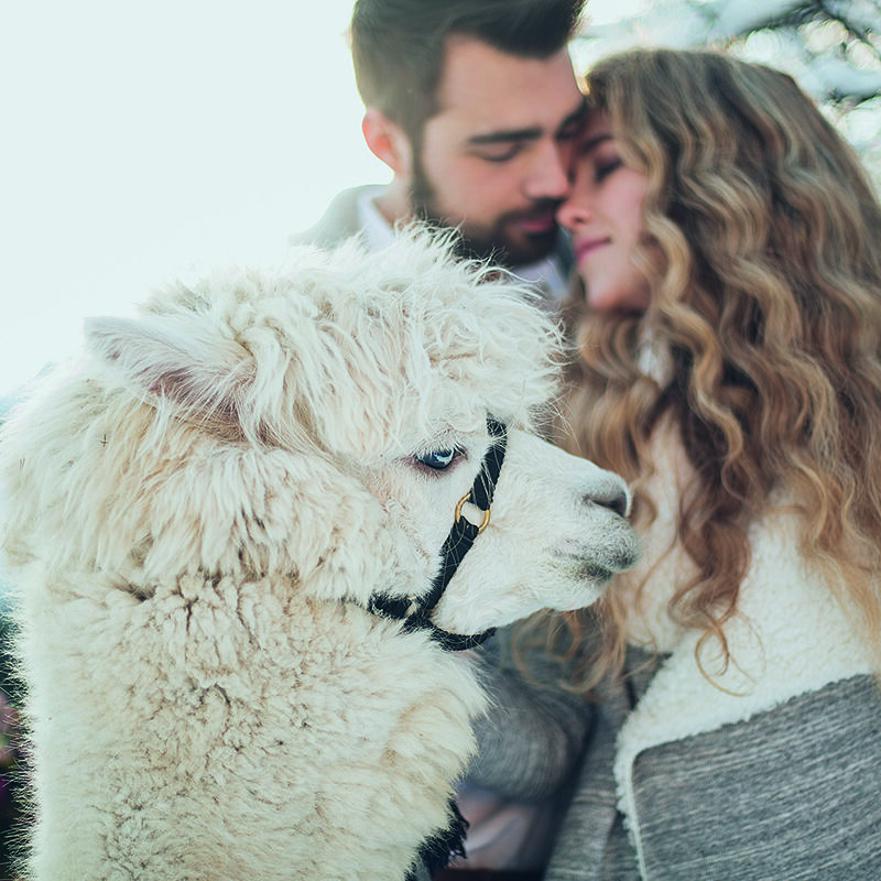 Ein weißes Alpaka im Vordergrund mit einem Geschirr, während im Hintergrund ein Paar eng beieinander steht, leicht unscharf.